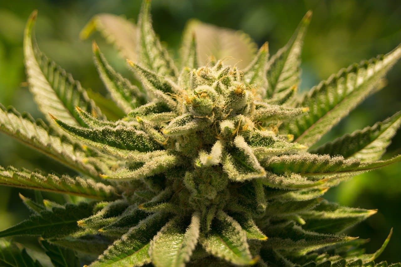 Les bénéfices et les utilisations de l'huile cbd hollyweed pour votre bien-être