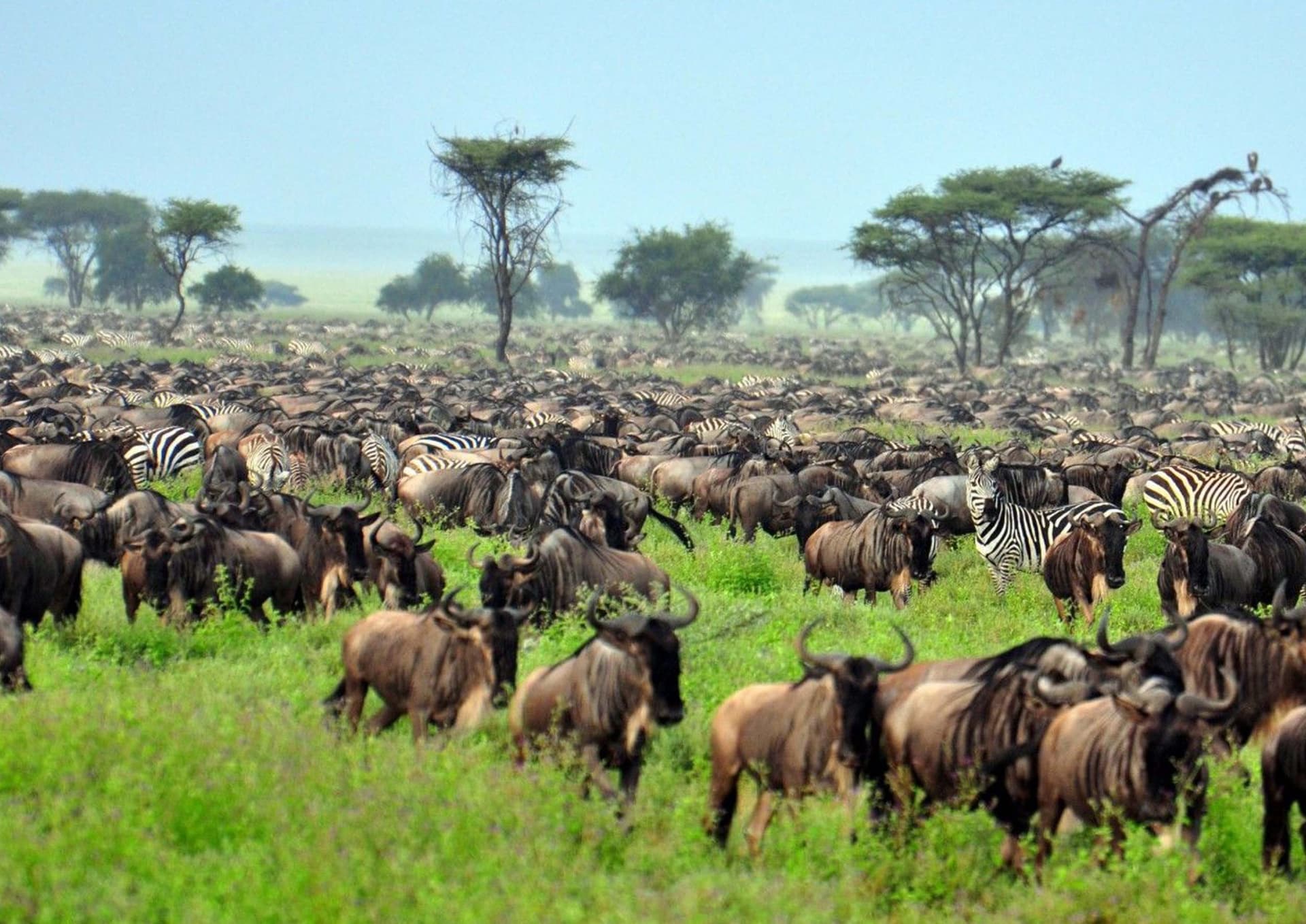 Tanzania Safari Packages: Luxury, Budget &amp; Family Options