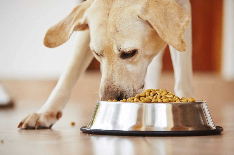 The Role of Freeze-Dried Nutrition in Dr Martys Dog Food
