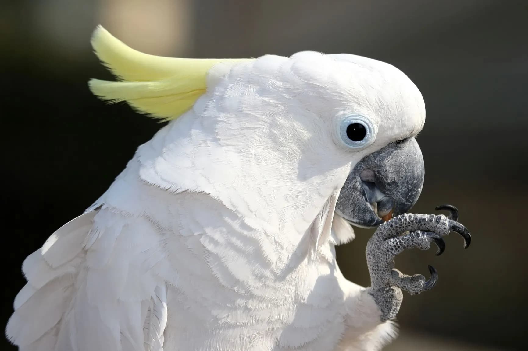 African Grey Parrots for Sale – Local &amp; International Shipping by Amazing Birds Farm