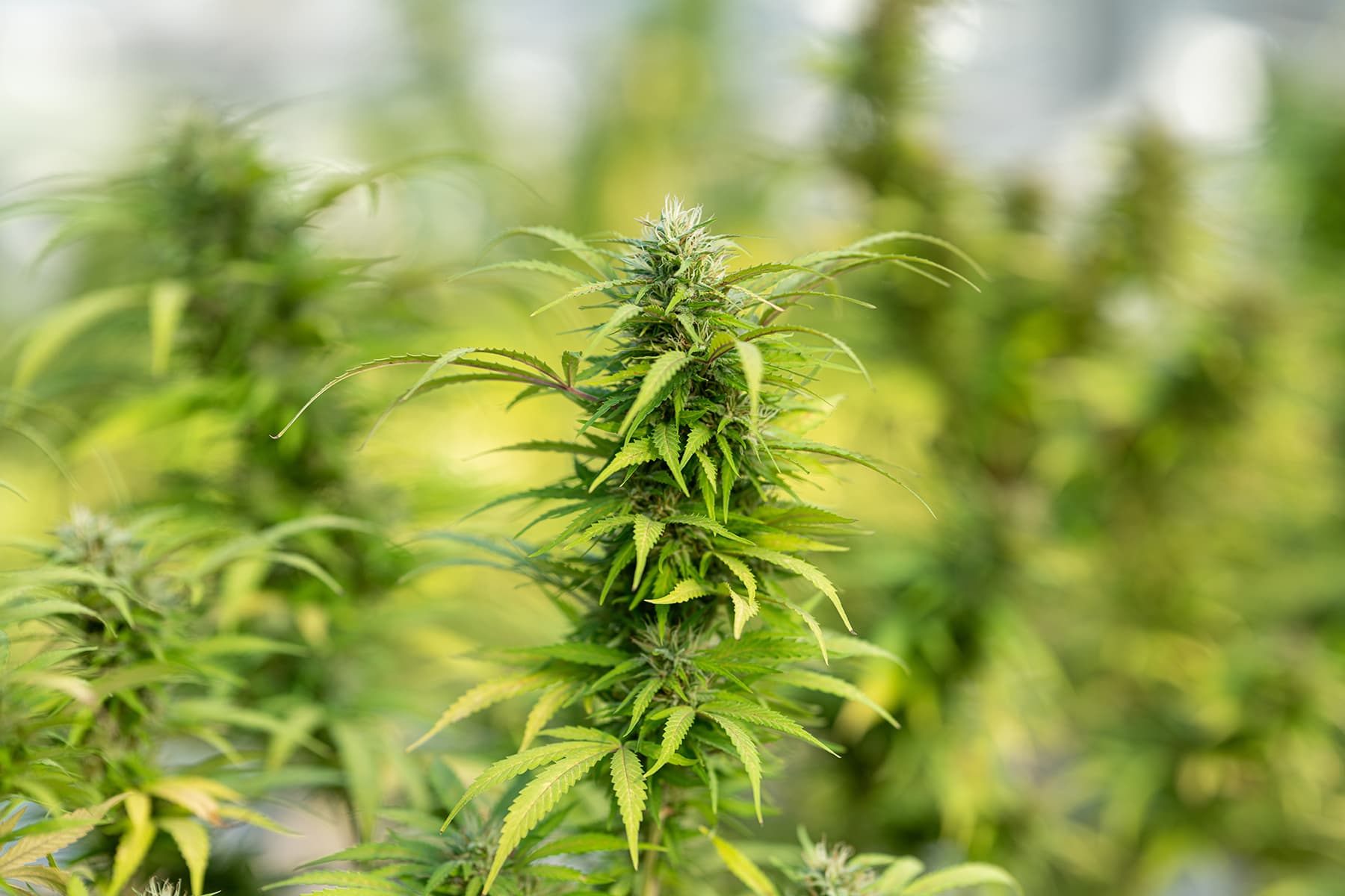 Wholesale CBD Edibles – Supply Your Store with Miami Rave’s Quality Products