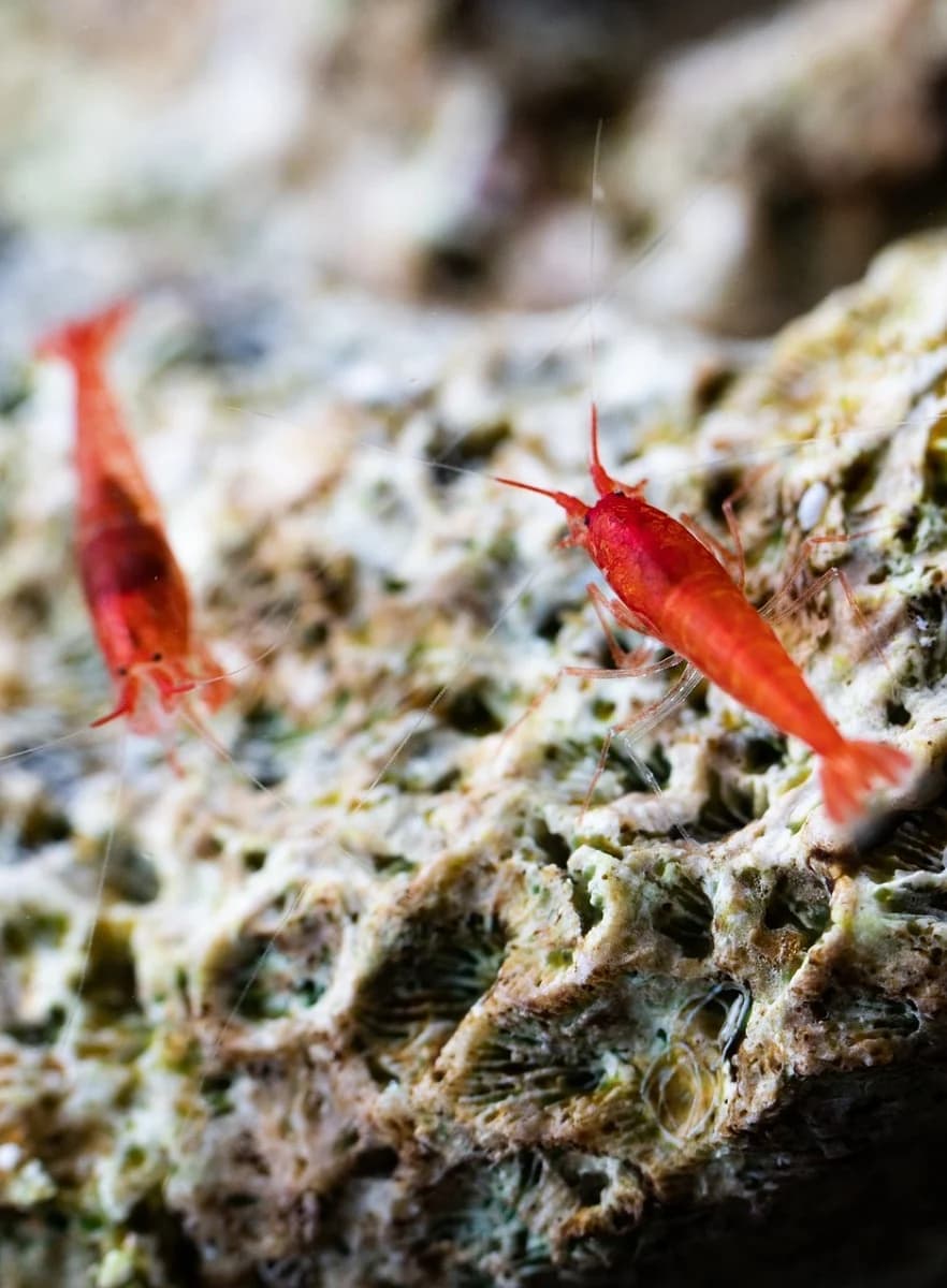 Wholesale Opae Ula from Trusted Hawaiian Shrimp Experts