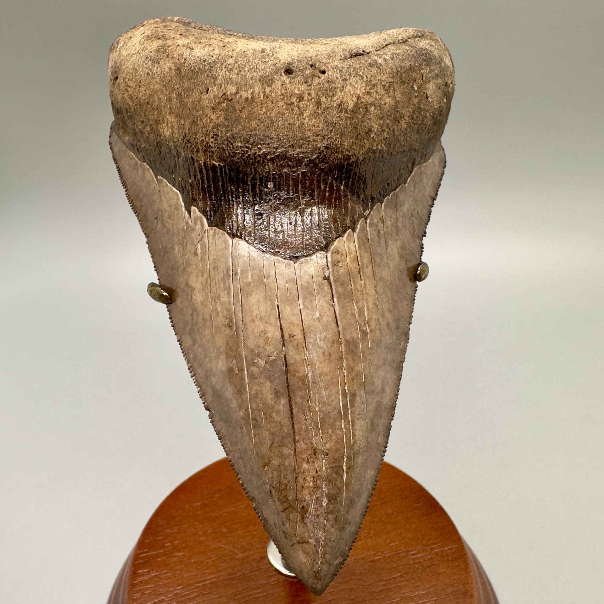 AUTHENTIC MEGALODON TEETH: TIPS FOR FIRST-TIME BUYERS