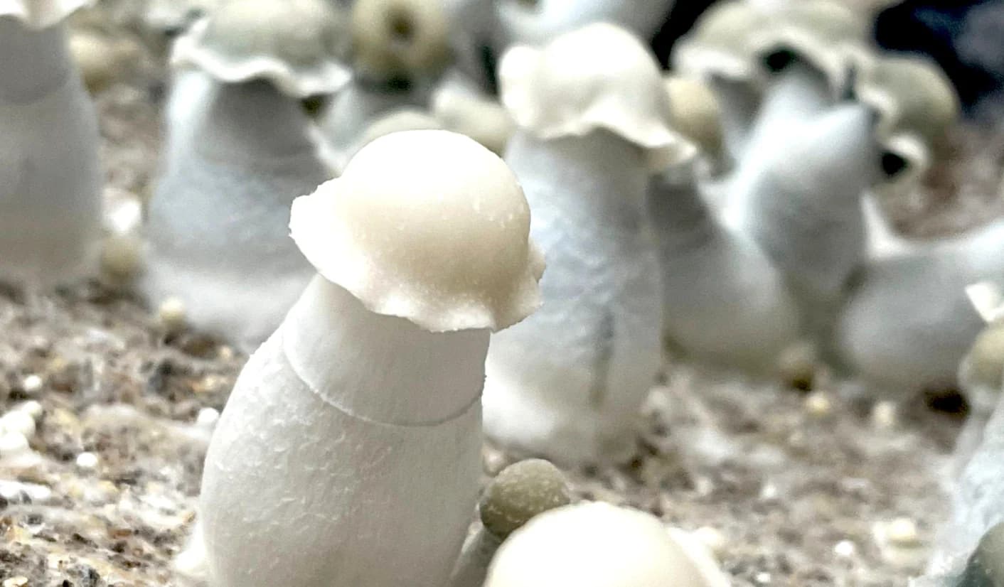 Bud Cargo: The Top Online Dispensary in Canada for Rare Picks Like albino penis envy