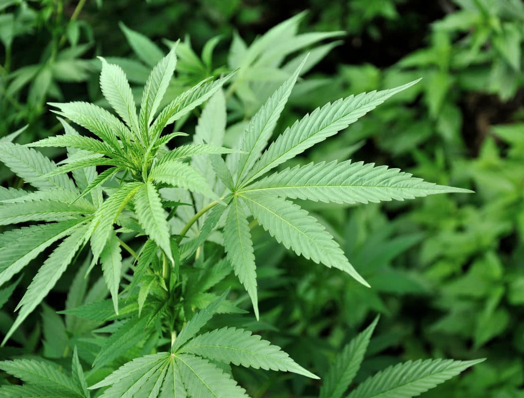 Cannabis Social Club | Quality and Trust at Clubs Cannabis Madrid