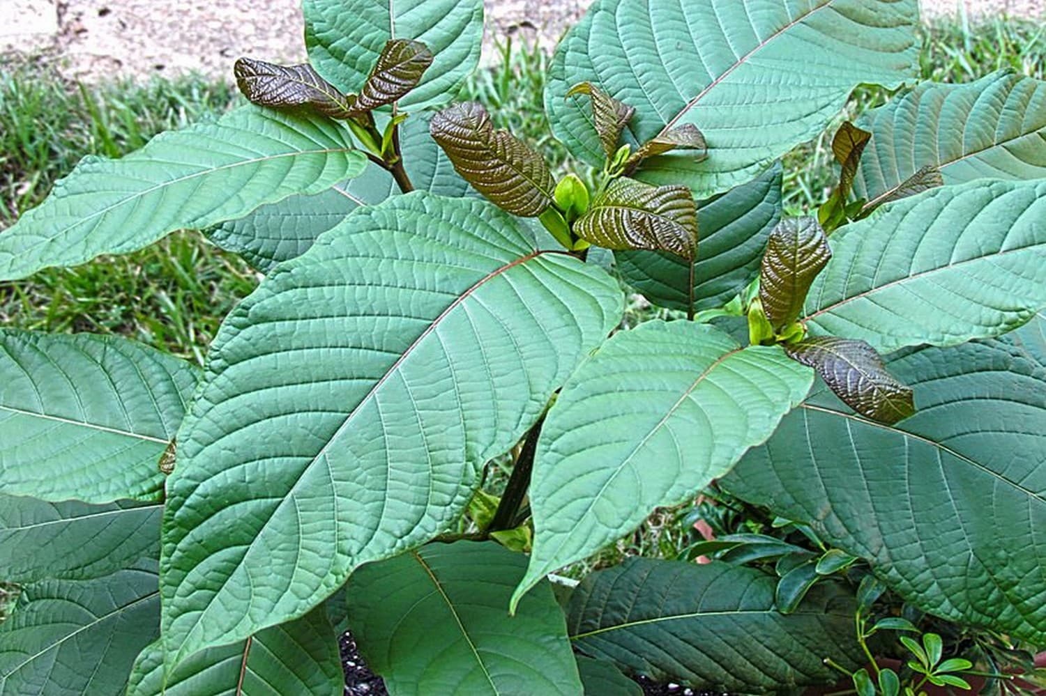 The Ultimate Guide to Buy Kratom Tea Chiang Mai Locals Love