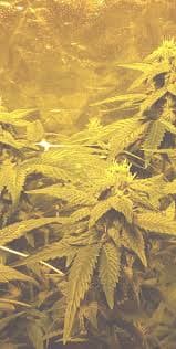 Cannabis Club Hamburg | Jetzt Mitglied werden