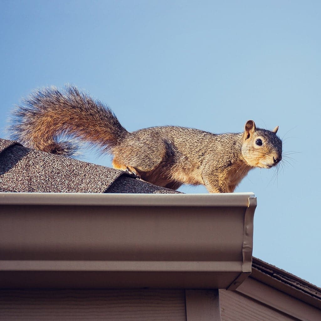 Residential and Commercial Squirrel Removal Made Easy