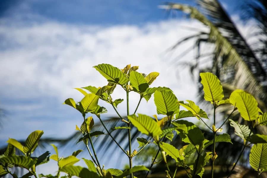 Kratom Thailand Buying Tips for Beginners and Experts
