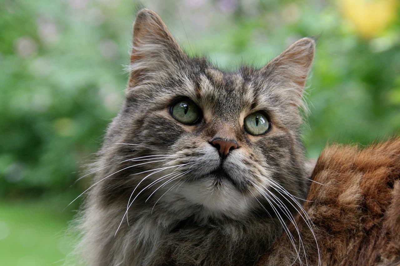 Gorgeous Purebred Maine Coon Cats Available in Sacramento