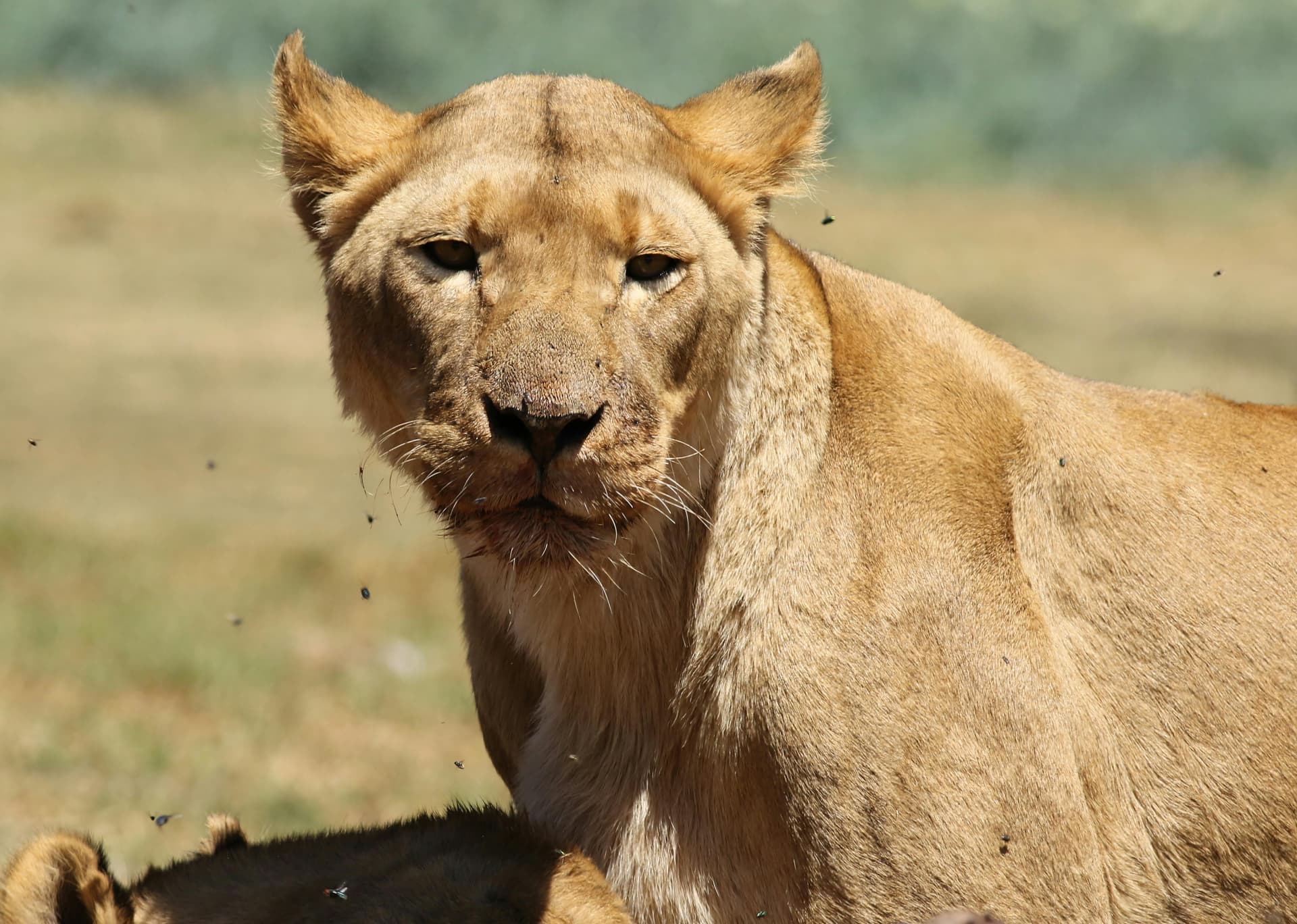 Discover Hidden Gems on a Kenya Tanzania Safari