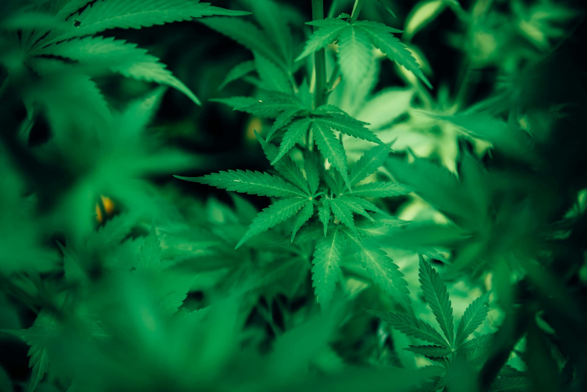 HOW CANNABIS HAS SHAPED MODERN WELLNESS AND CULINARY INNOVATION