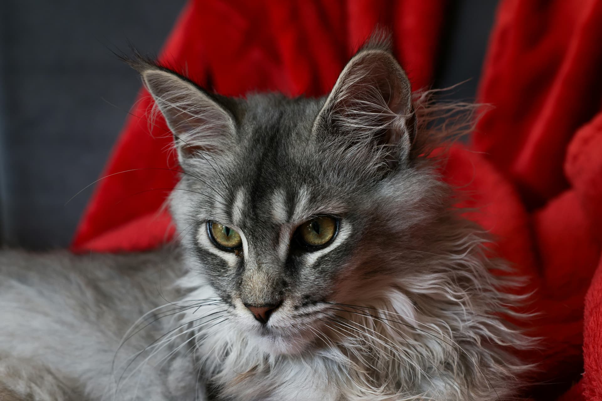 Discover Gentle Giants: Coon Cats for Sale at Amore Cattery