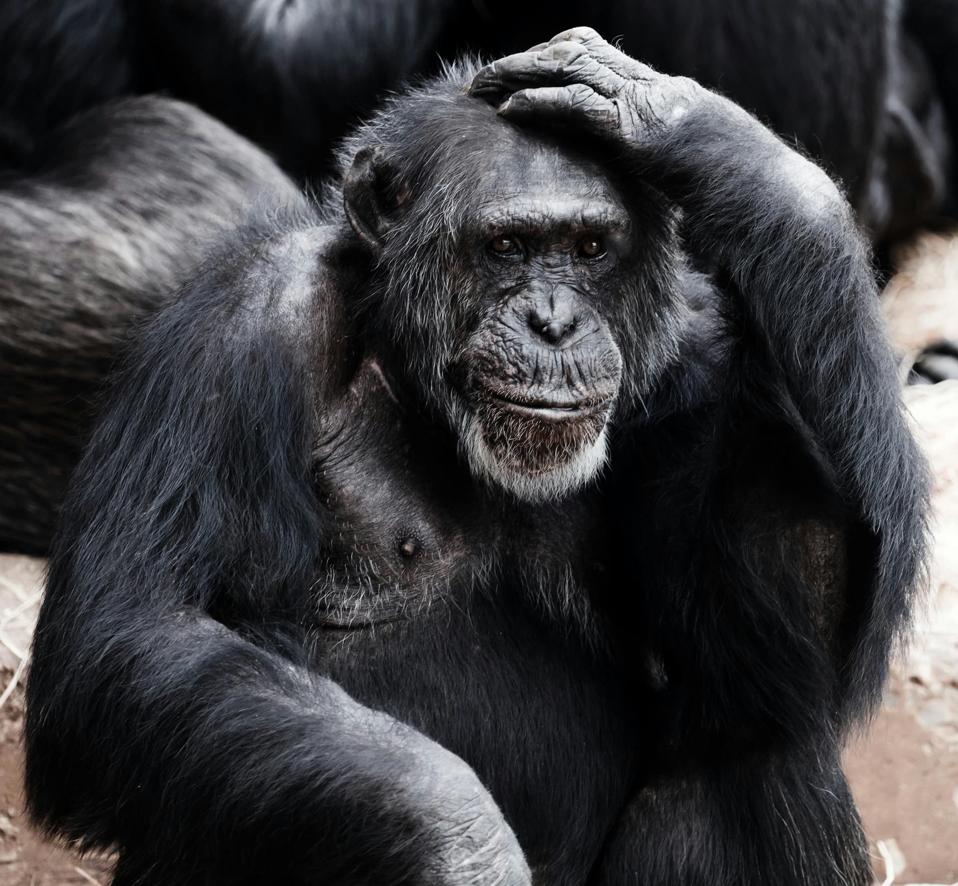 Book Your Next Adventure: Exclusive Chimpanzee Trekking Tours with Experts