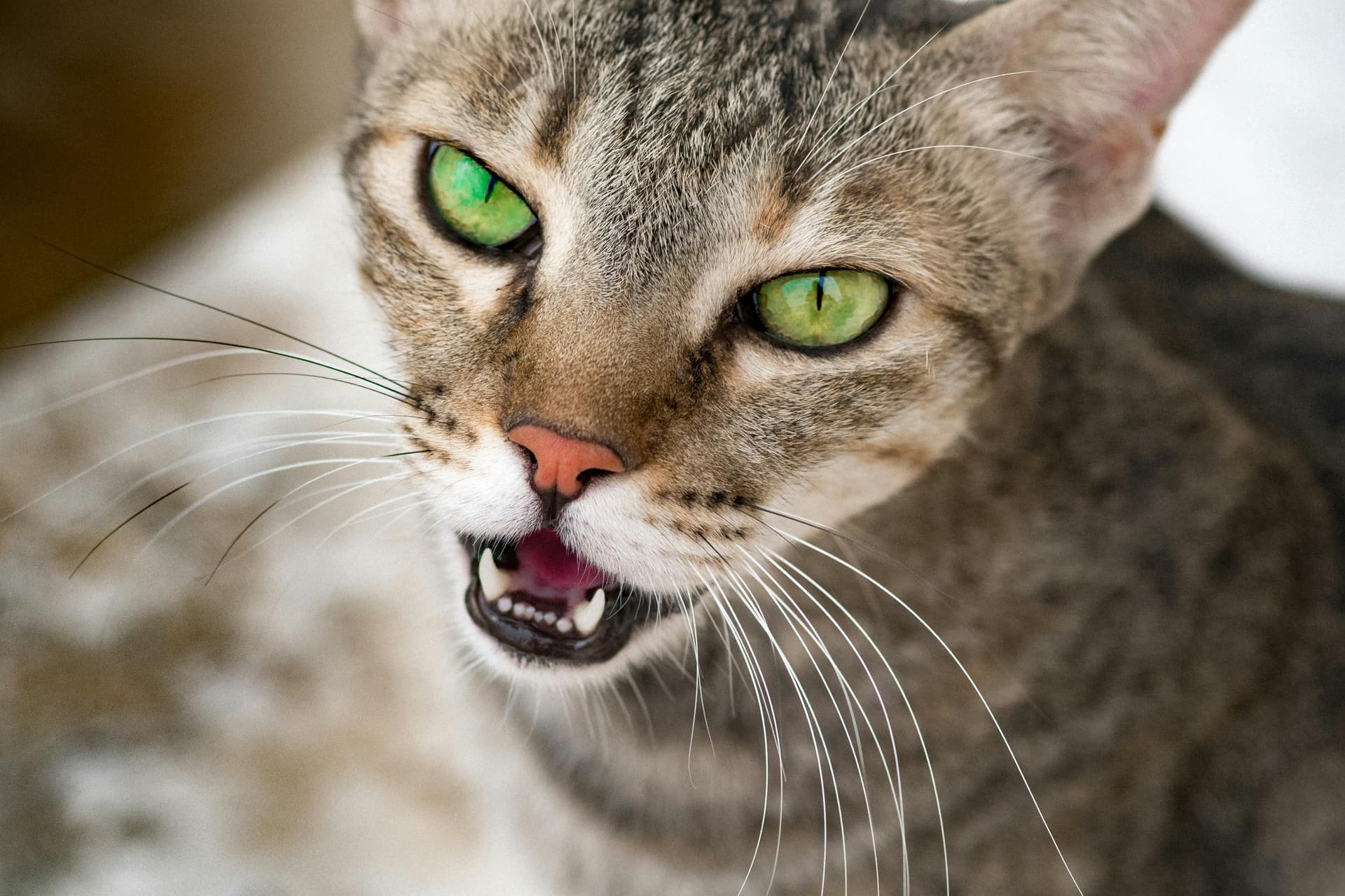 Maine Coon Cats for Sale – Loving, Playful &amp; Well-Raised Kittens