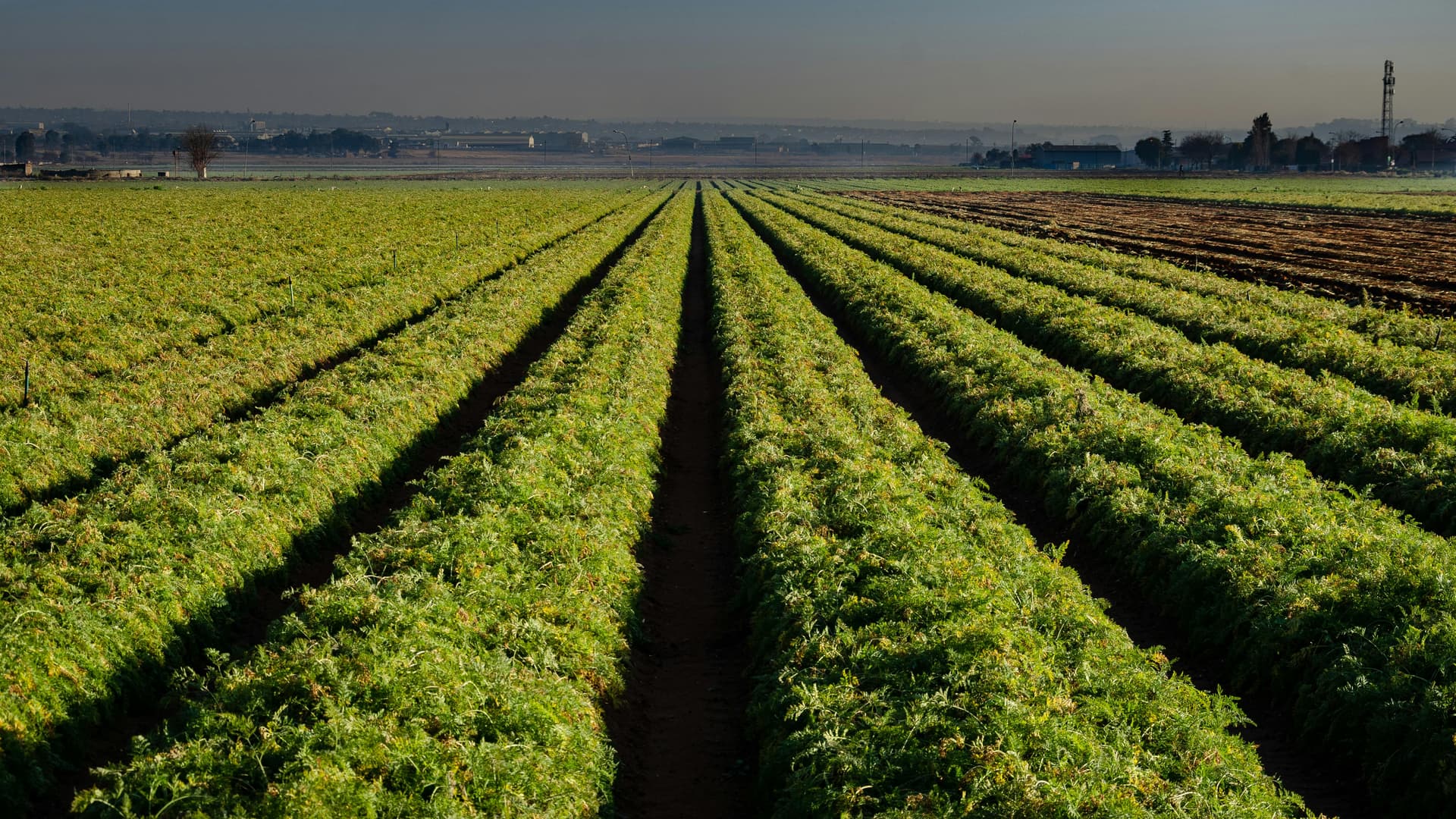 Clarksburg CA: A Wine Region Rich in History and Flavor