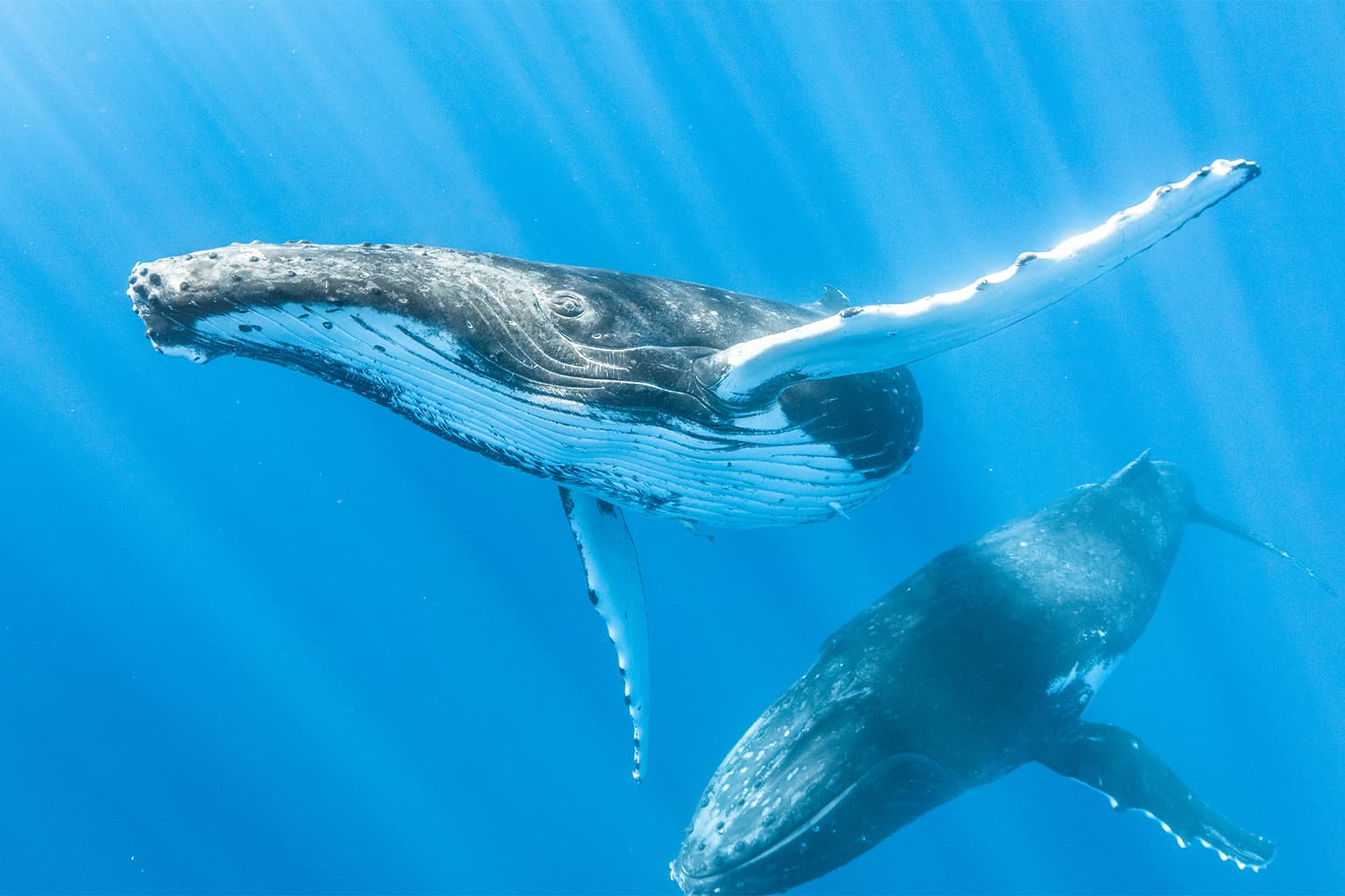 From Tradition to Treaty: A-LAW and marianthi baklava Shaping Ocean Personhood