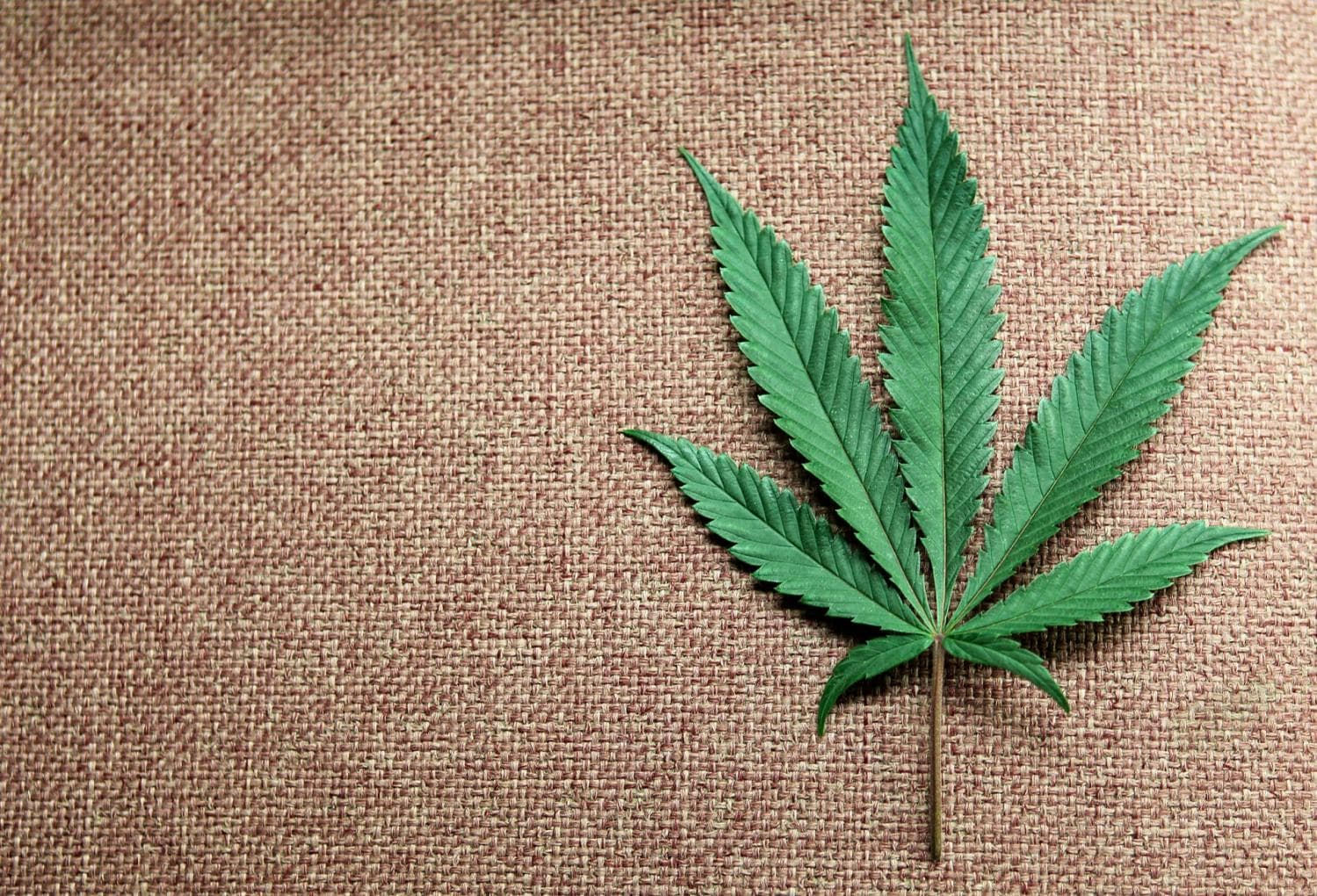 Cannabis club hamburg – Mitglied werden bei Blütenbande e.V.