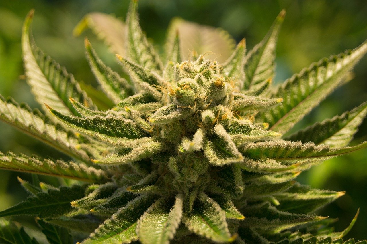 Les bénéfices et les utilisations de l'huile cbd hollyweed pour votre bien-être