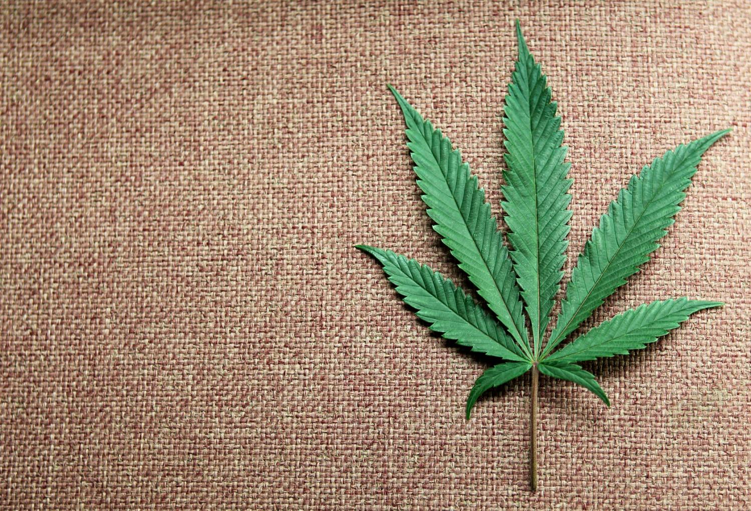 Cannabis club hamburg – Mitglied werden bei Blütenbande e.V.