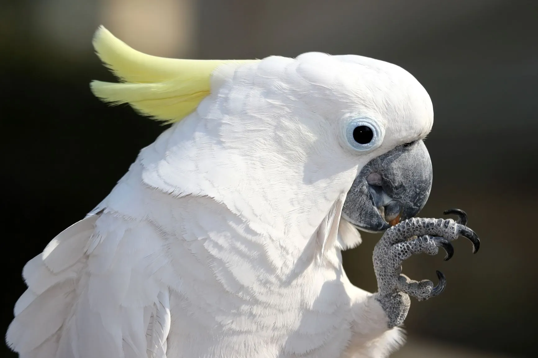 African Grey Parrots for Sale – Local &amp; International Shipping by Amazing Birds Farm
