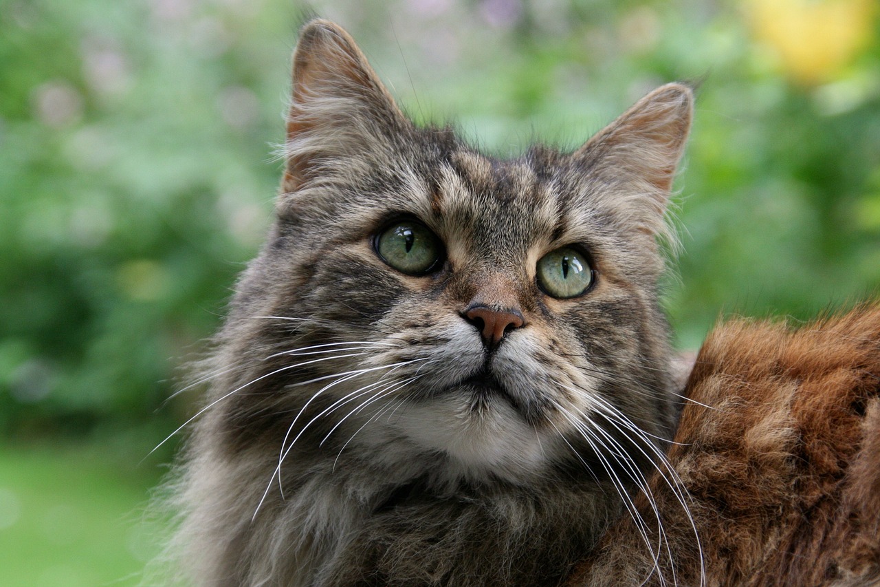 Gorgeous Purebred Maine Coon Cats Available in Sacramento
