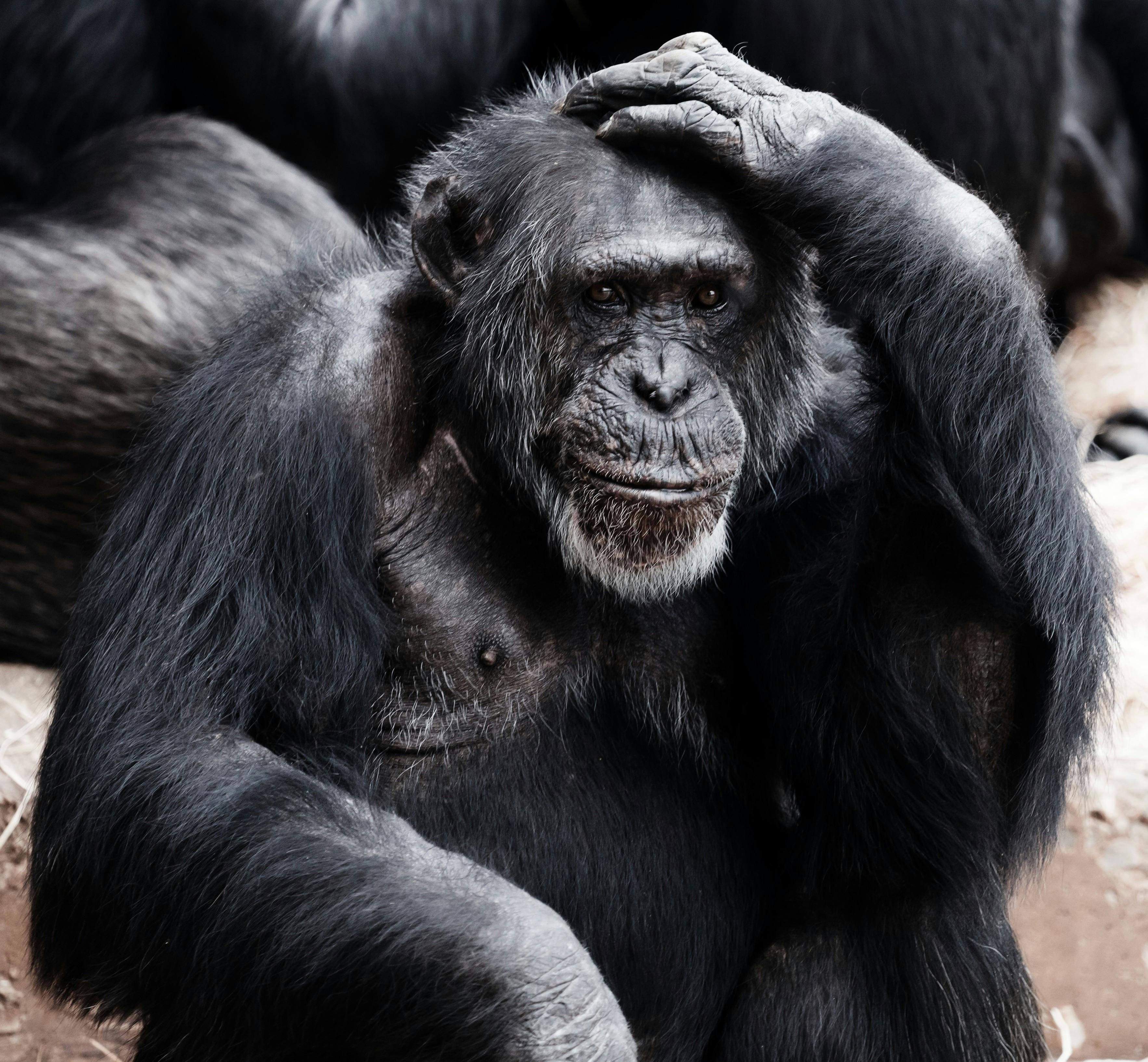 Book Your Next Adventure: Exclusive Chimpanzee Trekking Tours with Experts