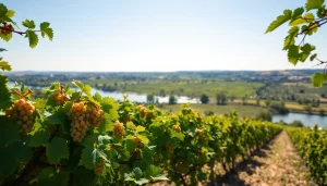 Vibrant vineyards in Clarksburg CA showcasing ripe grapes against a serene river backdrop.