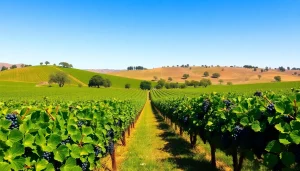 Carksburg CA vineyard landscape showcasing lush grapes and rolling hills under bright sunlight.